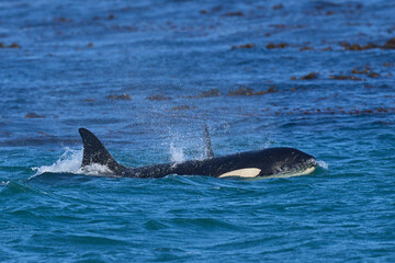 Killer whale (Orcinus orca) hunting elephant seals off the coast of Sea Lion Island in the Falkland Islands.