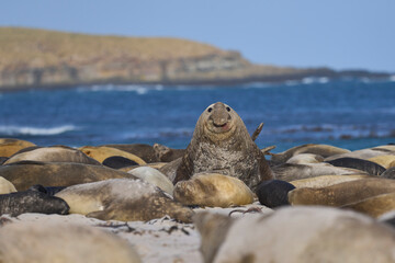 Male Southern Elephant Seal (Mirounga leonina) raises its head to check on rivals on Sea Lion Island in the Falkland Islands.