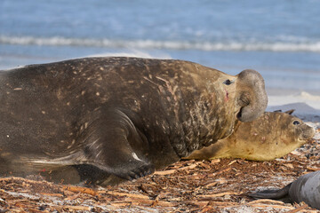 Male Southern Elephant Seal (Mirounga leonina) racing across the beach to see off a rival on Sea...