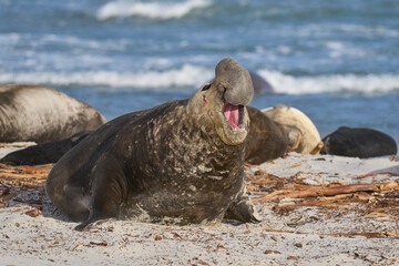 Male Southern Elephant Seal (Mirounga leonina) makes its presence known by roaring on Sea Lion...