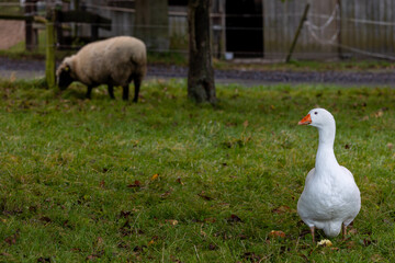 White goose (anser anser domesticus) 