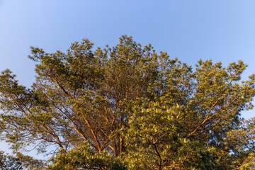 pine tree in clear spring weather at sunset