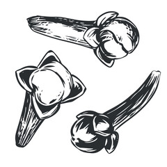 Handmade clove seasoning. Vector aromatic ingredient in engraving style. Dried bud, flower of the clove tree. Seasoning drawn in ink on a white background. Illustration set of logo, packaging, label.