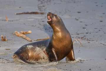 Southern Sea Lion (Otaria flavescens) on the coast of Sea Lion Island in the Falkland Islands.