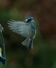 Mésange à longue queue en vol