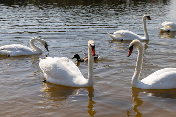 white adult swans feed in sunny weather