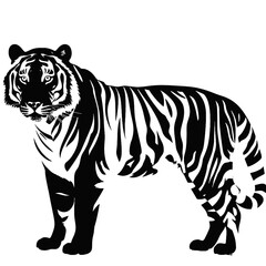tiger  