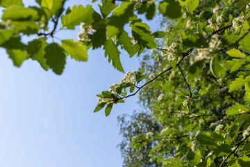 rowan flowers during flowering in spring park