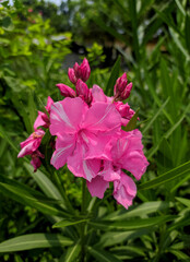 Close-up of Colorful Blooming Oriental Lily (Fragrant Lily) Flowers in the Garden with Green Blur Background in Bangladesh. Selective Focus