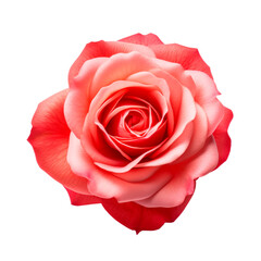 Rose flower Isolated on transparent background. AI generated. PNG