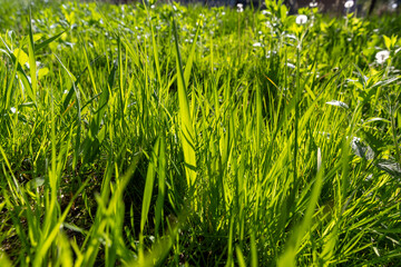 green grass and green leaves of dandelions close-up