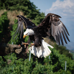 Bald Eagle