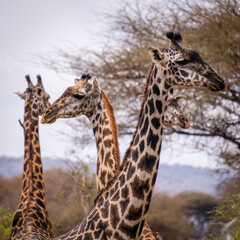 Giraffe, Lake Manyara, Tanzania