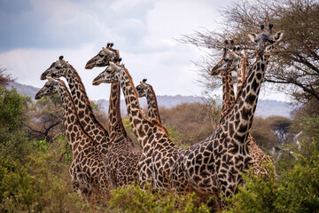 Giraffe, Lake Manyara, Tanzania