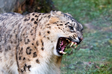 Snow leopard © Marius