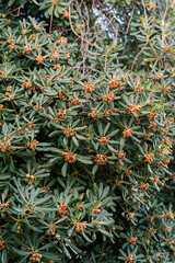 Naklejka na ściany i meble Red inflorescences on a green bush pittosporum tobira