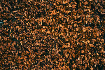 Une texture de feuille de charmille marron en hiver