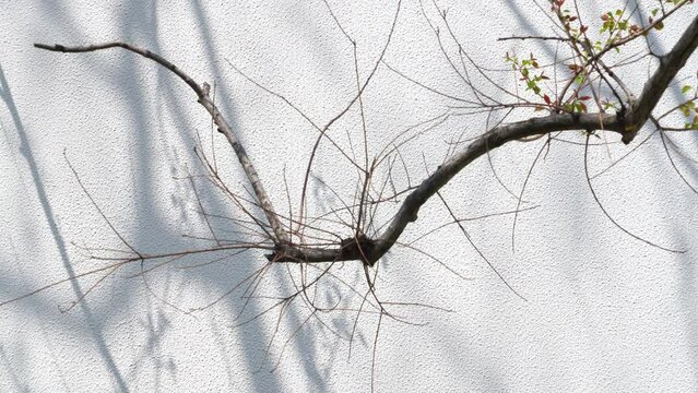 shadow of branches on white wall