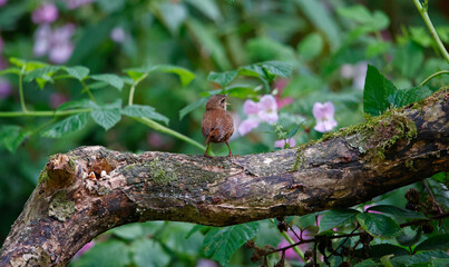 Eurasian wren singing in the woods