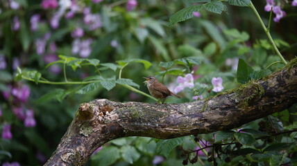 Eurasian wren singing in the woods
