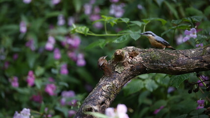 Eurasian wren singing in the woods