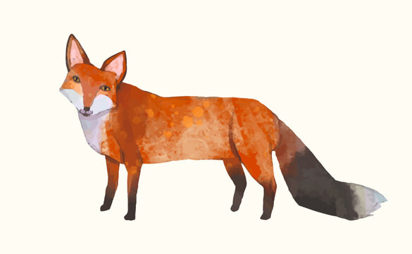 Fox, Animal wildlife watercolor vector illustration.