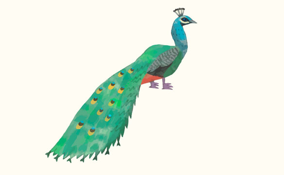 peacock, Animal wildlife watercolor vector illustration.