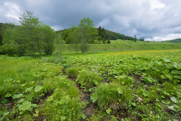 Fototapeta na wymiar Spring of Hron, Horehronie, Low Tatras, Slovakia