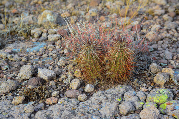 Engelmann's hedgehog cactus (Echinocereus engelmannii), Arizona cacti