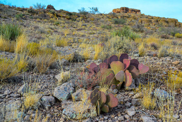 Golden prickly pear (Opuntia aurea, opuntia basilaris var. aurea). Arizona cacti