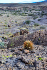 Engelmann's hedgehog cactus (Echinocereus engelmannii), Arizona cacti