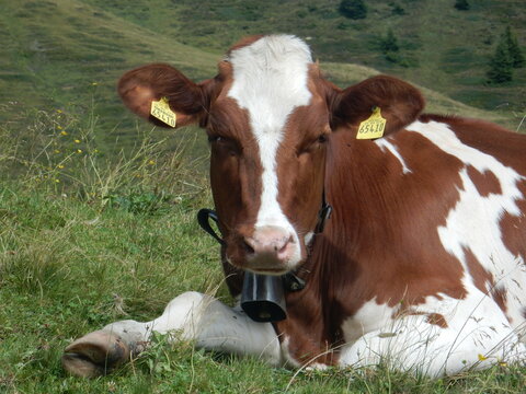 cows in damuls, voralberg, austria, 
