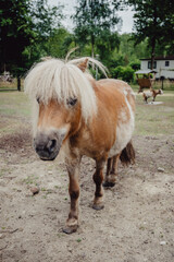 Portrait von einem Pony auf einer Koppel in den Nierlanden