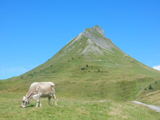 cow in front of the Damulser Mittagspitze mountain, Voralberg, Austria