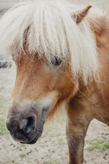 Portrait von einem Pony auf einer Koppel in den Nierlanden