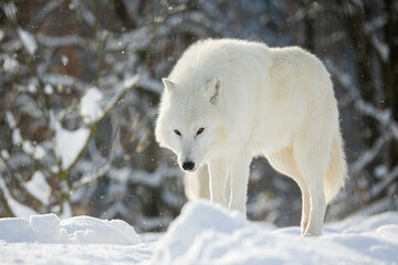 Naklejka premium male Arctic wolf (Canis lupus arctos) gaze fixed
