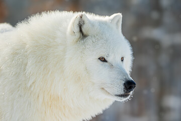 male Arctic wolf (Canis lupus arctos) detailed portrait © michal