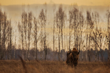 The European bison (Bison bonasus) or the European wood bison against the light in the tall grass