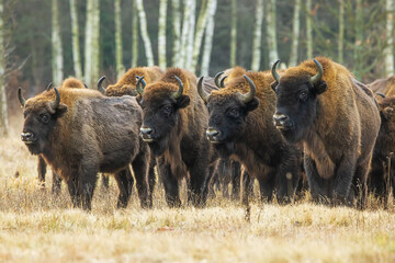 The European bison (Bison bonasus) or the European wood bison at the head of the herd © michal