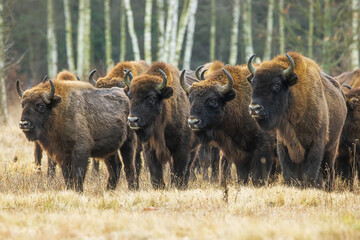 The European bison (Bison bonasus) or the European wood bison at the head of the herd
