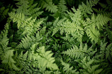 Beautiful green fern foliage on black background, close-up, top view.