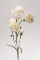 White carnation flower isolated on a white background.