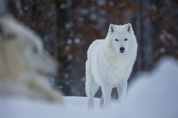 male Arctic wolf (Canis lupus arctos) looking into the lens