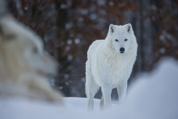 Obraz premium male Arctic wolf (Canis lupus arctos) looking into the lens