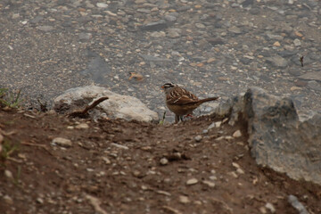 White Crowned Sparrow