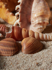 Seashell on clean sand of beach. Close up, beach sand texture. Beach sand texture in summer sun. banner