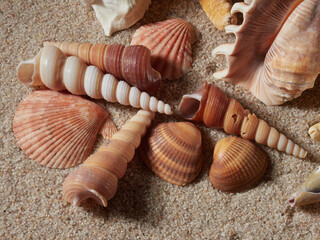 Seashell on clean sand of beach. Close up, beach sand texture. Beach sand texture in summer sun....