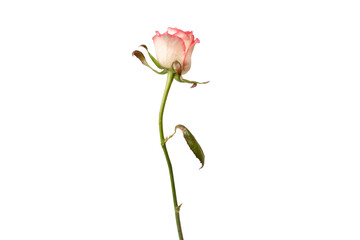 Pink and white  beautiful rose isolated on a white background.