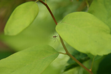 Close Up of Spider Moving Under a Leaf