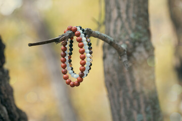 Jasper and agate bracelets hang on a tree branch in autumn forest, close-up.